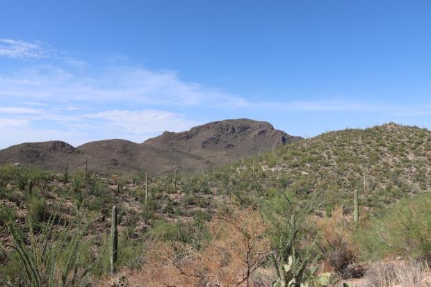 Expansive view of Tucson's Sonoran Desert with iconic saguaro cacti under clear blue skies.