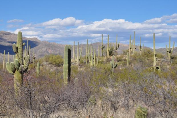 Beautiful desert scene with towering Saguaro cacti under a clear blue sky.