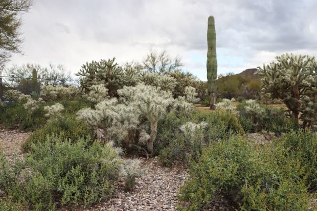 Explore a vibrant desert scene with cacti and vegetation in Tucson, Arizona.
