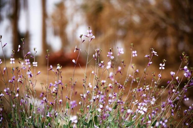 A closeup of vibrant purple wildflowers blooming outdoors in a scenic desert environment during springtime.