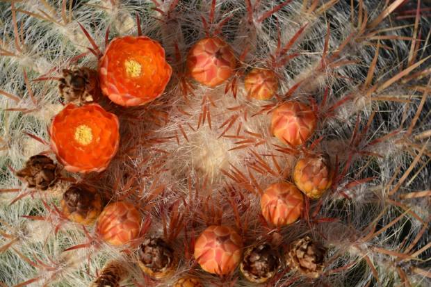 Close-up of vibrant orange cactus flowers blooming amidst sharp spines.