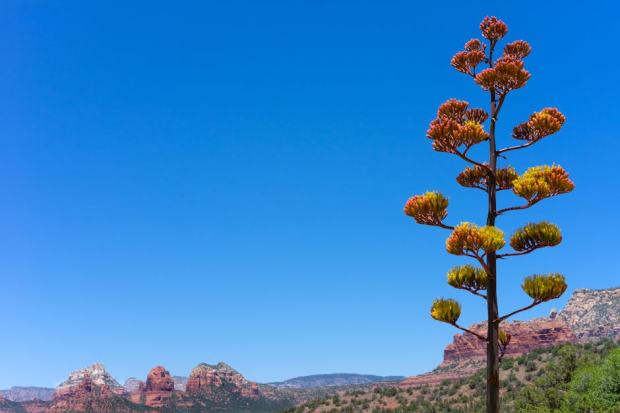 Tall agave against vibrant blue sky with Sedona's iconic red rock formations in view.