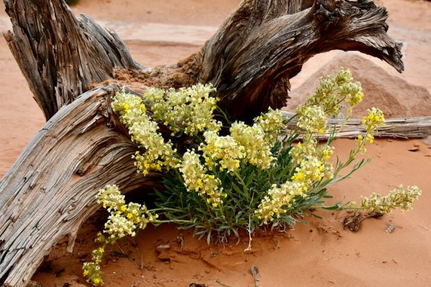 Yellow wildflowers bloom among driftwood in the Utah desert's sandy terrain.