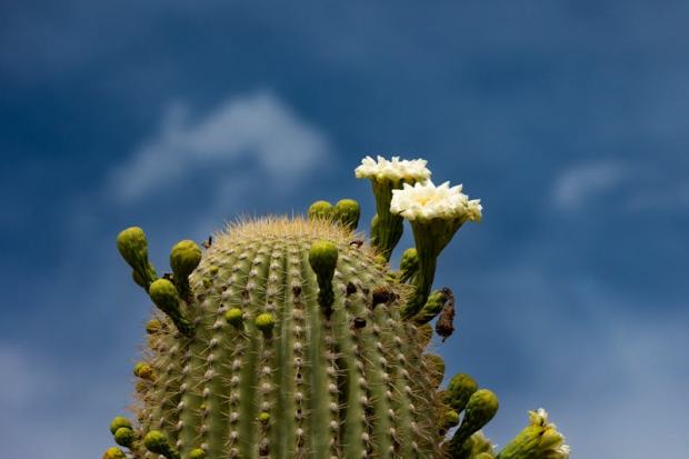 Stunning close-up of a blooming Saguaro cactus against a blue sky in Superstition Mountains, Arizona.